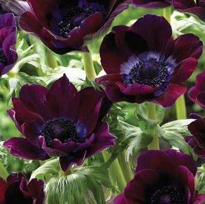 Bulbi Anemone Galilee Bordeaux - Pachet 10 Bulbi - Img 2
