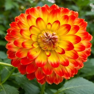 Bulbi Dalia Gigant Fireburst Glow - 1 Bucată (Rădăcină)