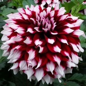 Bulbi Dalia Gigant Royal Contrast - 1 Bucată (Rădăcină)