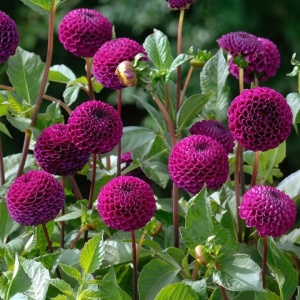 Bulbi Dalia - Rocco - Pachet 1 bulb - Aqua Flowers - Img 4
