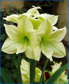 Bulbi de Amaryllis Lime - Pachet 1 Bulb