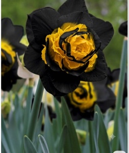 Bulbi de Narcise Duble Black Sun - Pachet 3 Bulbi