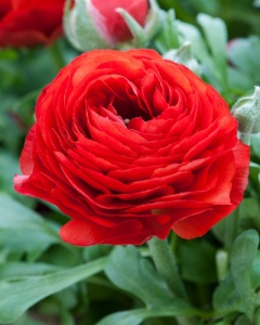 Bulbi de Ranunculus Red - Pachet 10 Bulbi