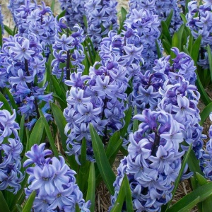 Bulbi de Zambile Lavender Bloom – Pachet 3 Bulbi