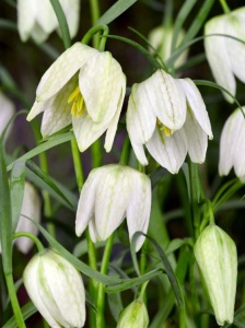 Bulbi Fritillaria - Meleagris Alba - 15 bulb
