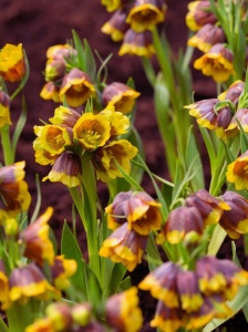 Bulbi Fritillaria - Michailovskyi - 1 bulb - Img 2