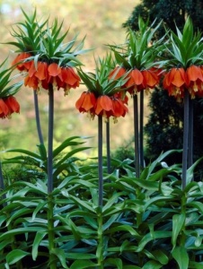 Bulbi Fritillaria - Rubra Maxima - Aqua Flowers - Img 3