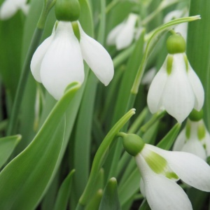 Bulbi Ghiocei - Galanthus Gigant – Pachet 5 Bulb - Img 2
