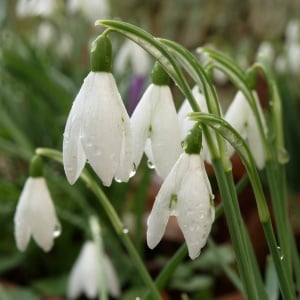 Bulbi Ghiocei - Galanthus Mount Everest – Pachet 5 Bulb - Aqua Flowers - Img 1