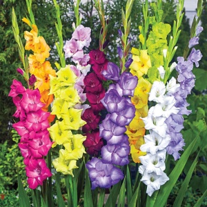 Bulbi Gladiole - Deluxe Mix – Pachet 20 Bulb - Img 2