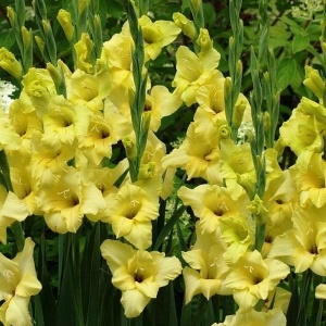 Bulbi Gladiole - Nova Lux – Pachet 3 Bulb - Aqua Flowers - Img 3