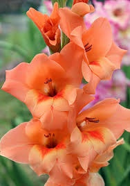 Bulbi Gladiole - Peter Pears – Pachet 3 Bulbi - Img 2