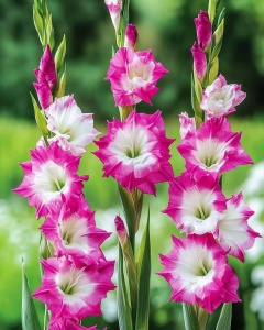 Bulbi Gladiole - Pink Star – Pachet 3 Bulbi