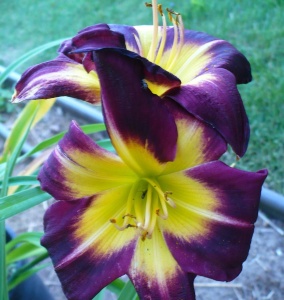 Bulbi Hemerocallis - Night Beacon – Pachet 1 Bulb - Aqua Flowers - Img 3