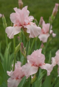 Bulbi Iris Germanica - Ski Pink – Pachet 1 Bulb - Aqua Flowers - Img 2