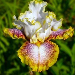 Bulbi Iris Germanica - Spotted Yellow – Pachet 1 Bulb