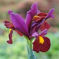 Bulbi Iris Hollandica - Bronze Queen Pachet 5 Bulbi