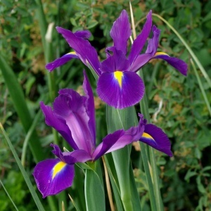 Bulbi Iris Hollandica - Purple Sensation - Pachet 5 Bulbi