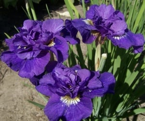 Bulbi Iris Sibirica - Double Standard – Pachet 1 Bulb - Aqua Flowers - Img 3