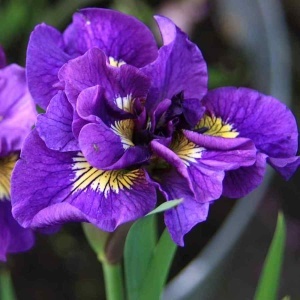 Bulbi Iris Sibirica - Double Standard – Pachet 1 Bulb