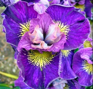 Bulbi Iris Sibirica - On Mulberry Street – Pachet 1 Bulb - Aqua Flowers - Img 1
