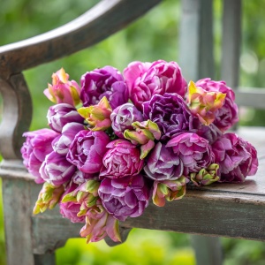 Bulbi Lalele Blue Diamond – Pachet 5 Bulbi - Img 2