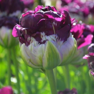 Bulbi Lalele Blue Wow – Pachet 5 Bulbi pentru Flori Duble