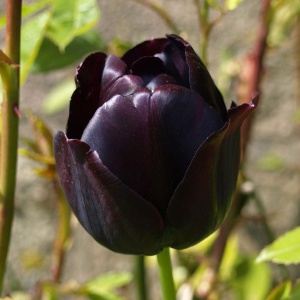 Bulbi Lalele Cafe Noir – Pachet 5 Bulbi