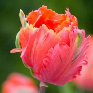 Bulbi Lalele Comet – Pachet 5 Bulbi - Img 3