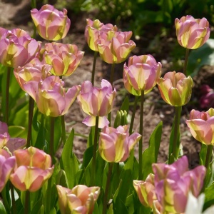 Bulbi Lalele Greenland – Pachet 5 Bulbi - Img 3