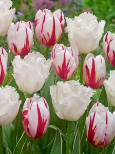 Bulbi Lalele Happy Generation – Pachet 5 Bulbi - Img 4