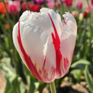 Bulbi Lalele Happy Generation – Pachet 5 Bulbi