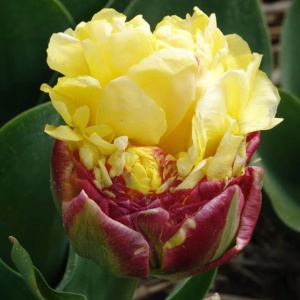 Bulbi Lalele Ice Cream Banana – Pachet 5 Bulbi - Img 3