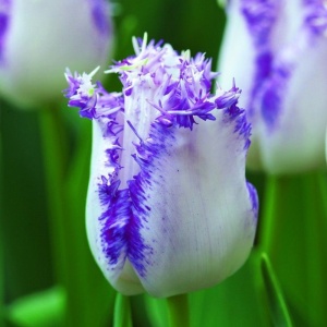 Bulbi Lalele Lilac Edge – Pachet 3 Bulbi
