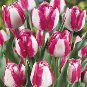 Bulbi Lalele Mata Hari – Pachet 5 Bulbi - Img 3