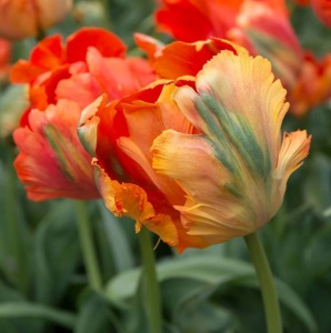 Bulbi Lalele Parrot King – Pachet 5 Bulbi