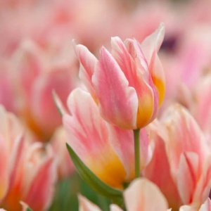 Bulbi Lalele Quebec – Pachet 5 Bulbi