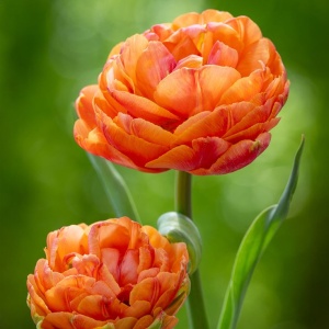 Bulbi Lalele Sunlover – Pachet 5 Bulbi