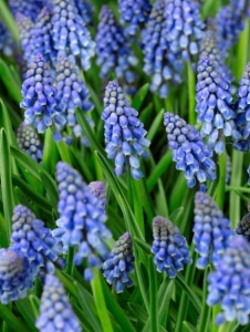 Bulbi Muscari - Americanum Pachet 10 Bulbi - Aqua Flowers - Img 3