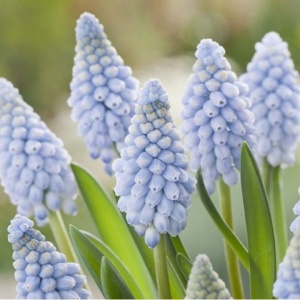Bulbi Muscari - Valerie Finnis Pachet 10 Bulbi