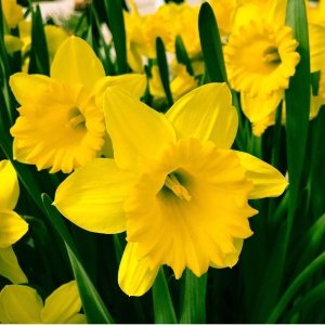 Bulbi Narcise Dutch Master – Pachet 3 Bulbi - Img 3