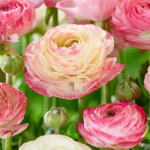Bulbi Ranunculus – Pastel Picotee (Cream Pink Bicolor) – Pachet 10 Bulbi