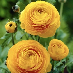 Bulbi Ranunculus - Yellow - Pachet 10 Bulbi