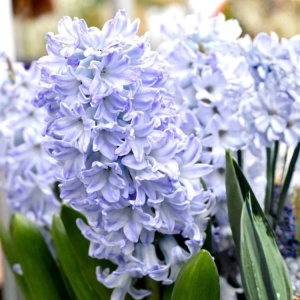 Bulbi Zambile Blue Eyes – Pachet 3 Bulbi