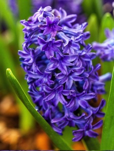 Bulbi Zambile Peter Stuyvesant – Pachet 3 Bulbi - Img 2