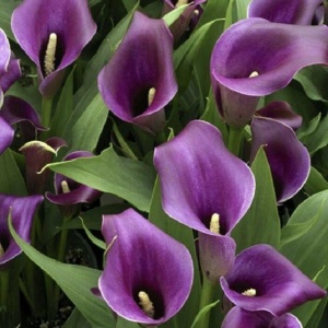 Cală - Regal – Pachet 1 bulb - Aqua Flowers - Img 2