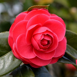 Camelia Japonica Roșu - Double Red - Ghiveci 2L H 50 - 60 cm - Img 1