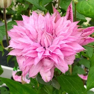Clematis - Multi Pink - Ghiveci - H 50-70 cm