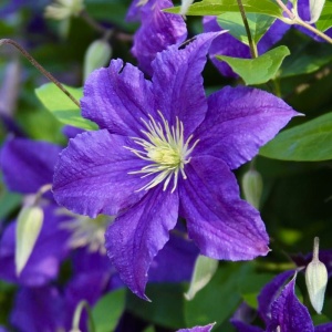 Clematis - President - Ghiveci - H 50-70 cm - Img 2