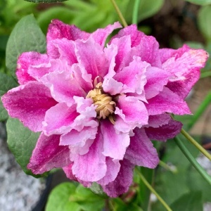 Clematis - Strawberry Shortcake - ghiveci - H 50-70 cm